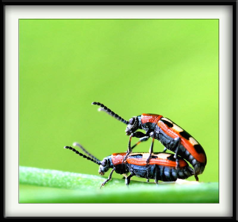 Mating II