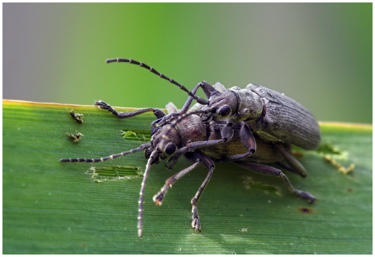 Mating III