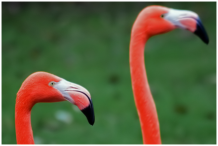 Pink Flamingos