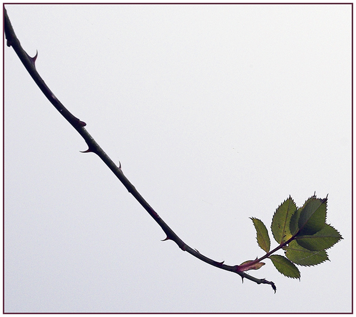 Rose bush