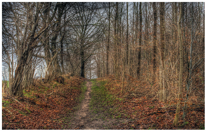 In the Woods