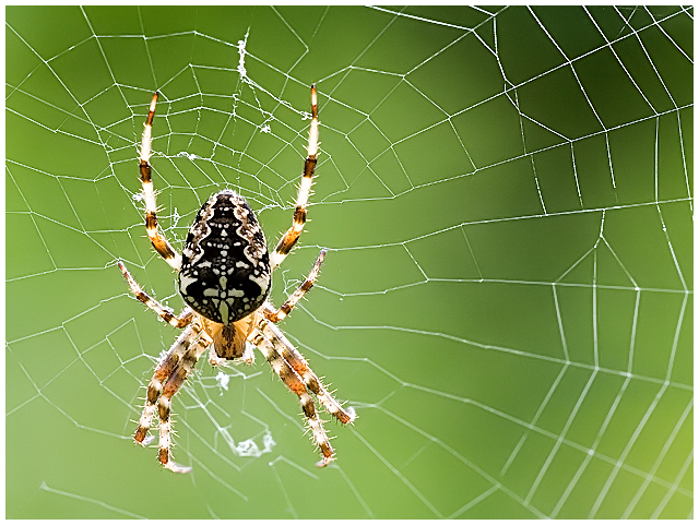Spider