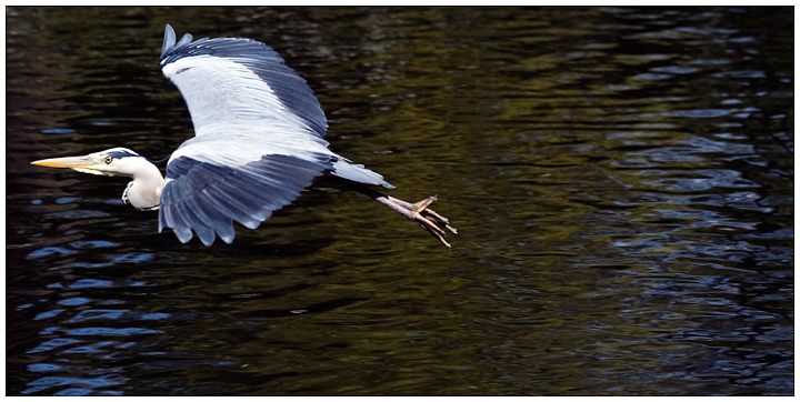 Heron