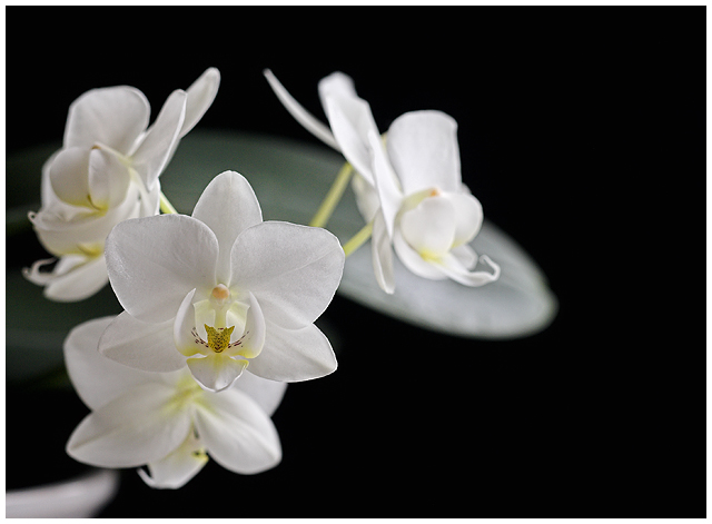 Orchid