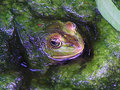 ' . substr('//images.dpchallenge.com/images_portfolio/65000-69999/66384/120/820897.jpg', strrpos('//images.dpchallenge.com/images_portfolio/65000-69999/66384/120/820897.jpg', '/') + 1) . '