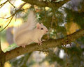 White Squirrel