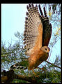 Red-shouldered Hawk