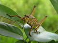 Eastern Lubber Grasshopper