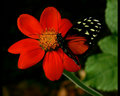 Butterfly Petal