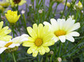 Yellow Flowers