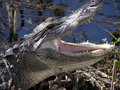 Alligator