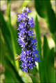 P&S Day 12 - Pickerelweed and Bee