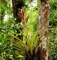 P&S Day 14 - Bromeliad