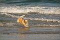 Run