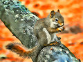 Little Red Squirrel