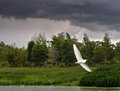 Great Egret and Thunder Storm