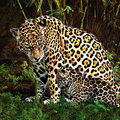 Jaguar and Cub