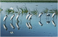 Wood Storks