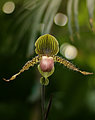 Orchid Flight