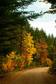 Country Road in Autumn Forest