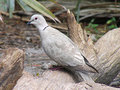 Eurasian Collared-Dove