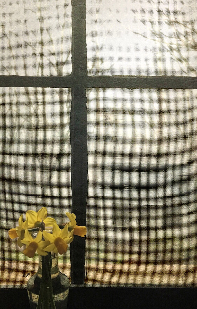 daffodil