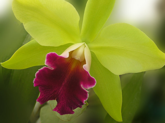 Cattleya Orchid