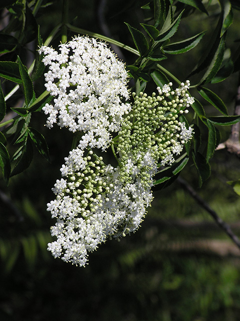 Elderberry Blossom