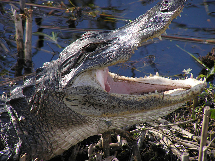 Alligator