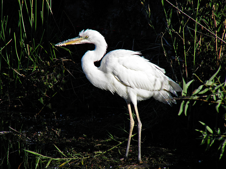 Great White Heron