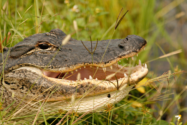 Alligator