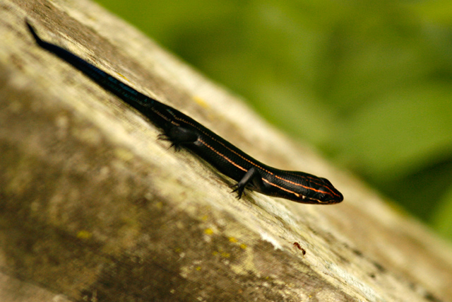 Five Lined Skink