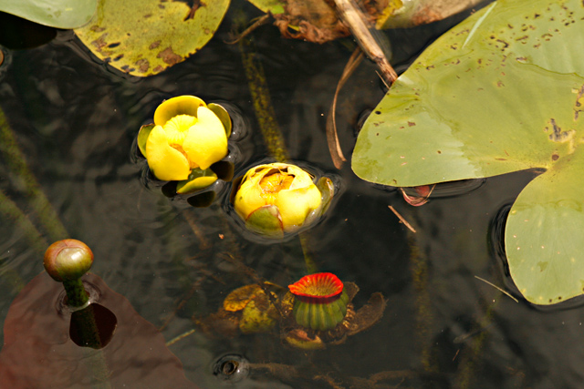 Spatterdock