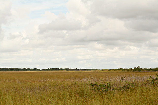 Sawgrass