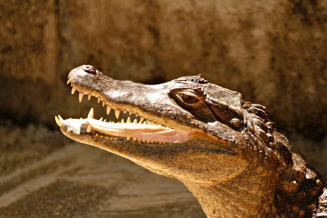 Alligator