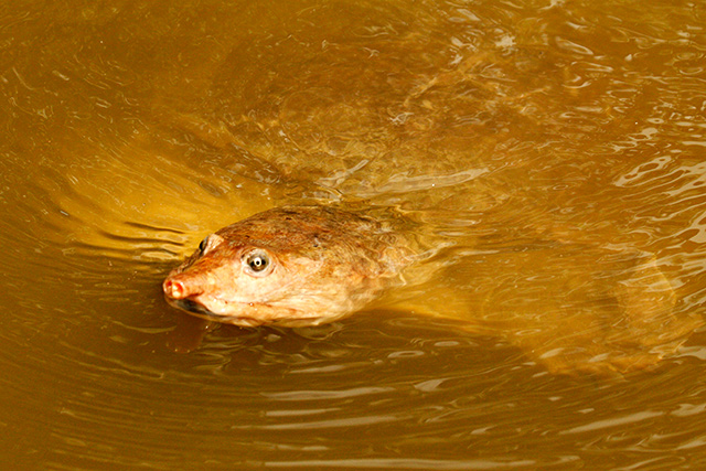 Florida Softshell Turtle