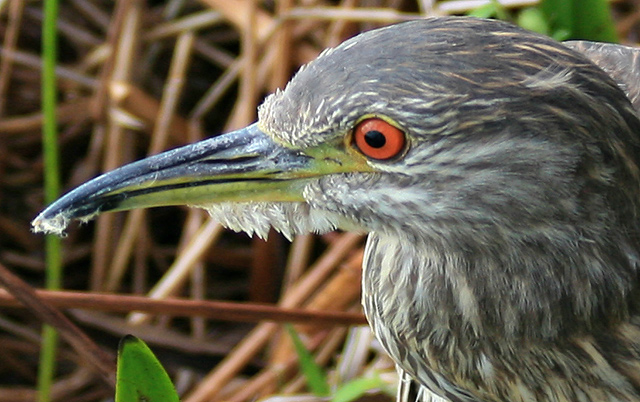 Immature Black-crowned Night Heron