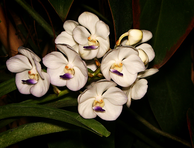 Orchid Contrast