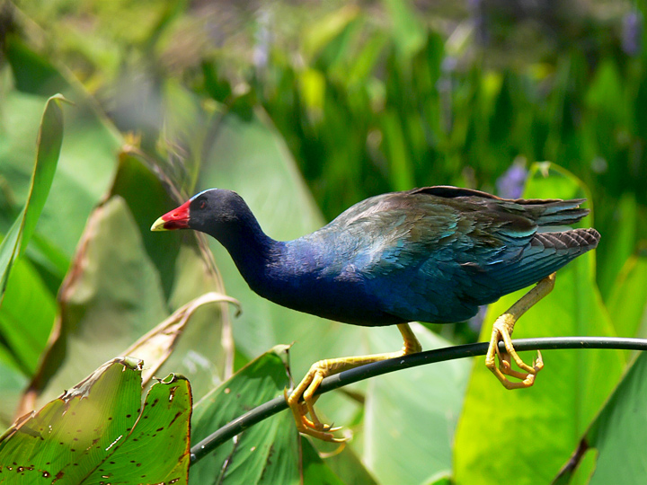 P&S Day 2 - Purple Gallinule