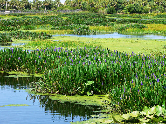 P&S Day 10 - Wetlands