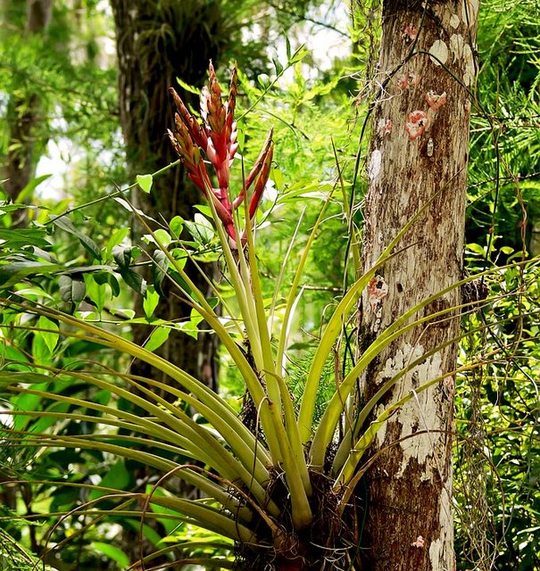 P&S Day 14 - Bromeliad