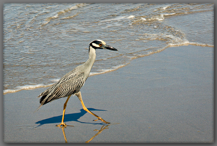 Yellow-crowned Night-heron