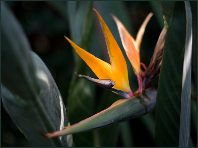 Bird of Paradise