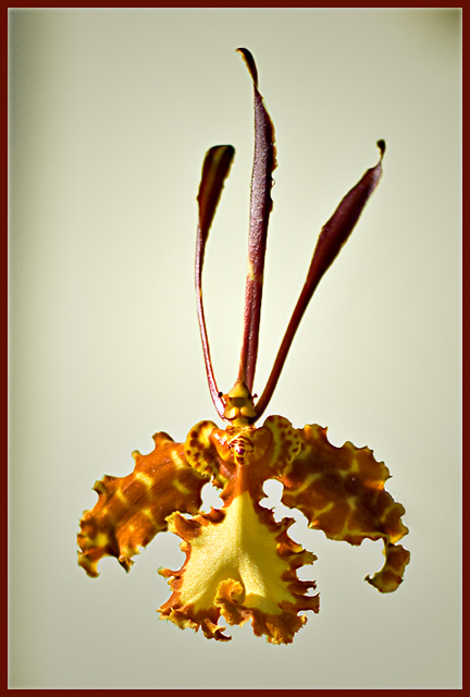Orchid