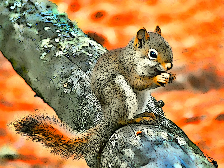 Little Red Squirrel