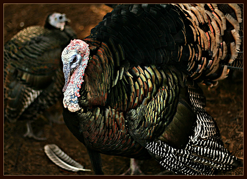 Happy Thanksgiving