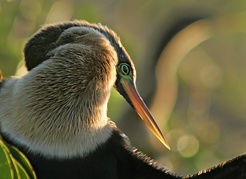 Shy Anhinga