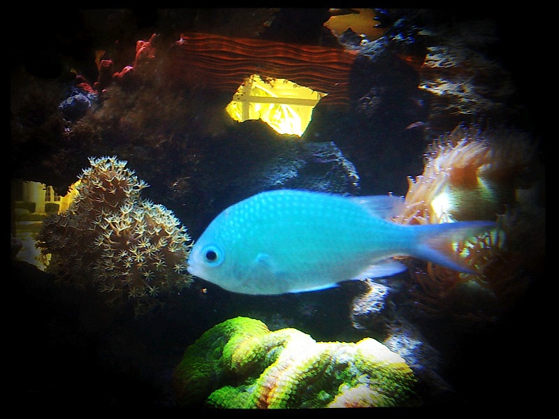 Blue Fish