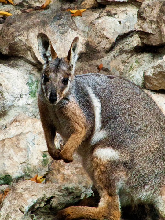 Rock Wallaby