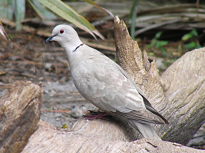 Eurasian Collared-Dove